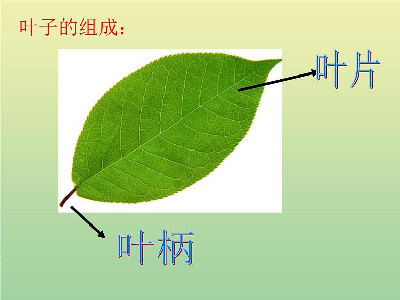 苏教版小学科学三年级下册《2.3．叶和花》PPT课件(2)05