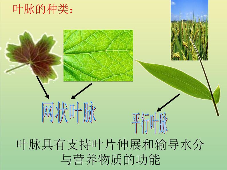 苏教版小学科学三年级下册《2.3．叶和花》PPT课件(2)06