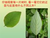 苏教版小学科学三年级下册《2.3．叶和花》PPT课件(3)