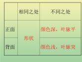 苏教版小学科学三年级下册《2.3．叶和花》PPT课件(3)