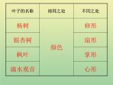 苏教版小学科学三年级下册《2.3．叶和花》PPT课件(3)