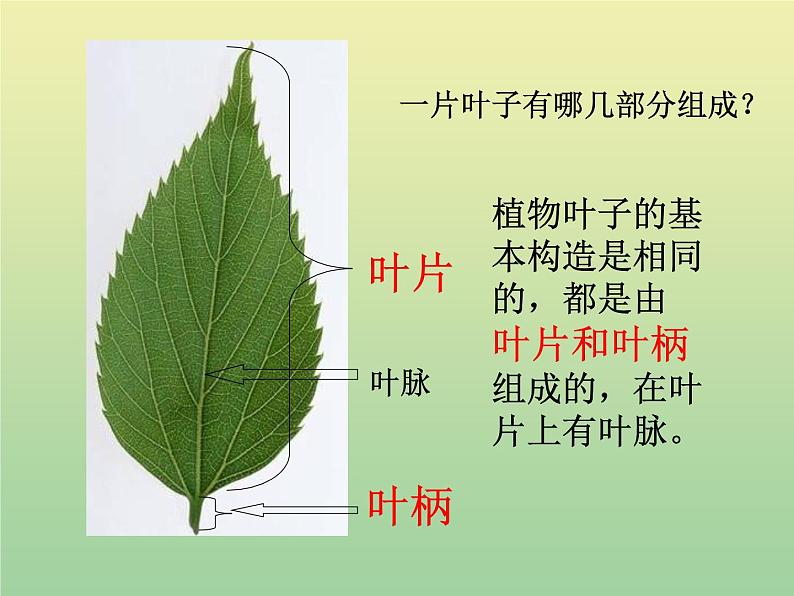 苏教版小学科学三年级下册《2.3．叶和花》PPT课件(4)第2页