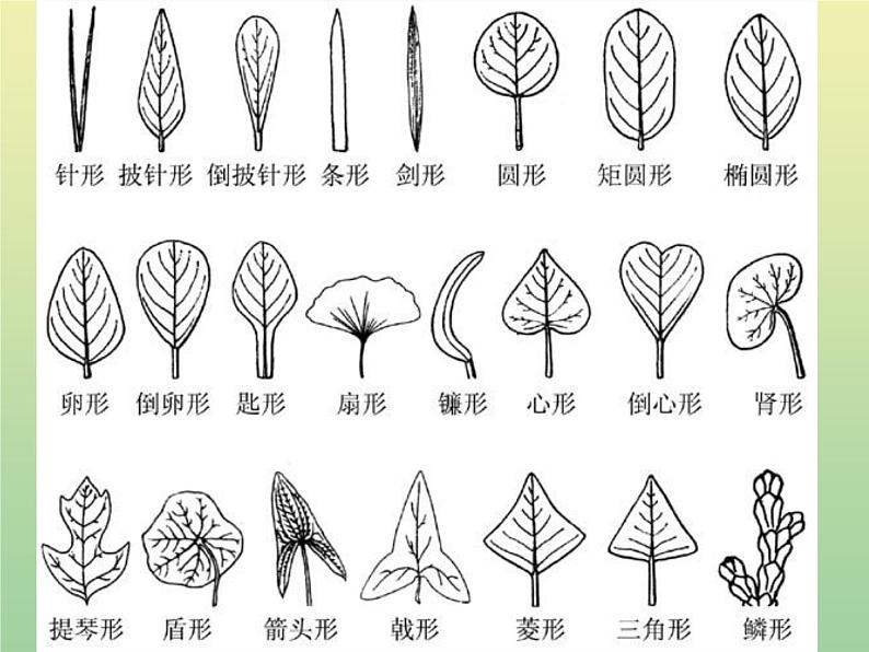 苏教版小学科学三年级下册《2.3．叶和花》PPT课件(4)第4页