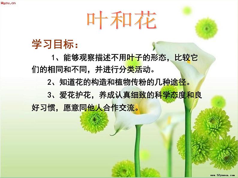 苏教版小学科学三年级下册《2.3．叶和花》PPT课件(8)第2页