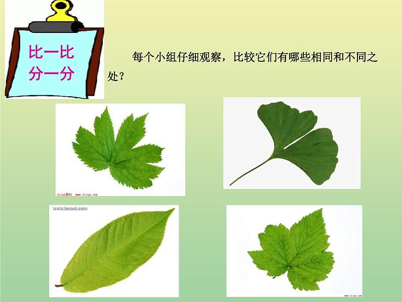 苏教版小学科学三年级下册《2.3．叶和花》PPT课件(8)第4页