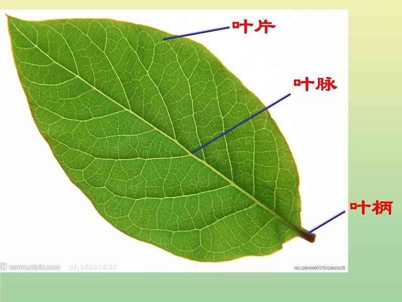 苏教版小学科学三年级下册《2.3．叶和花》PPT课件(9)03