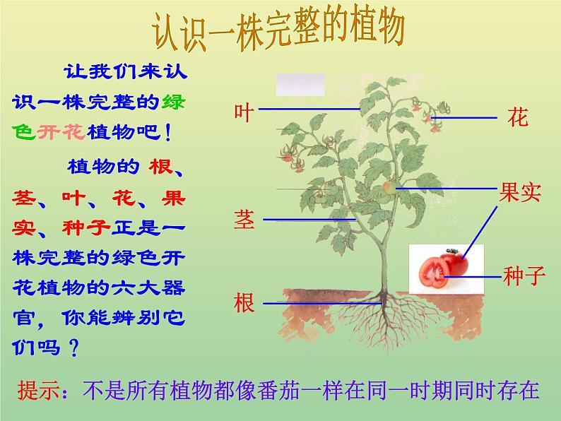 苏教版小学科学三年级下册《2.4.植物和我们》PPT课件 (1)第2页