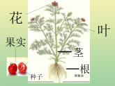 苏教版小学科学三年级下册《2.4.植物和我们》PPT课件 (3)