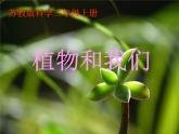 苏教版小学科学三年级下册《2.4.植物和我们》PPT课件 (4)