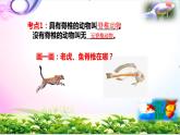 新版苏教版科学四年级上册1给动物分类知识点复习PPT课件（动画已调）
