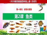 新版苏教版科学四年级上册2鱼类知识点复习PPT课件（动画已调）