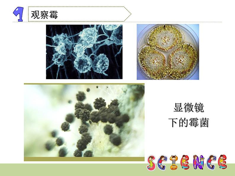 1.3 馒头发霉了（1）（课件）科学六年级上册-苏教版第8页