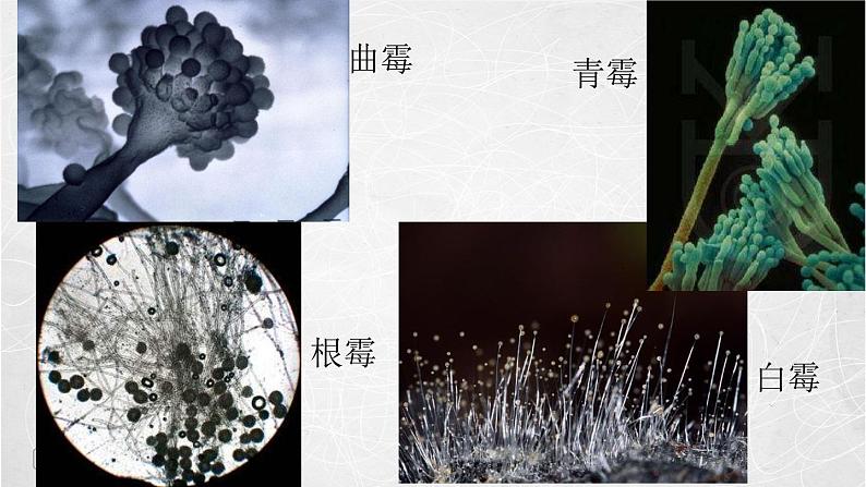 1.3 馒头发霉了（3）（课件）科学六年级上册-苏教版第4页