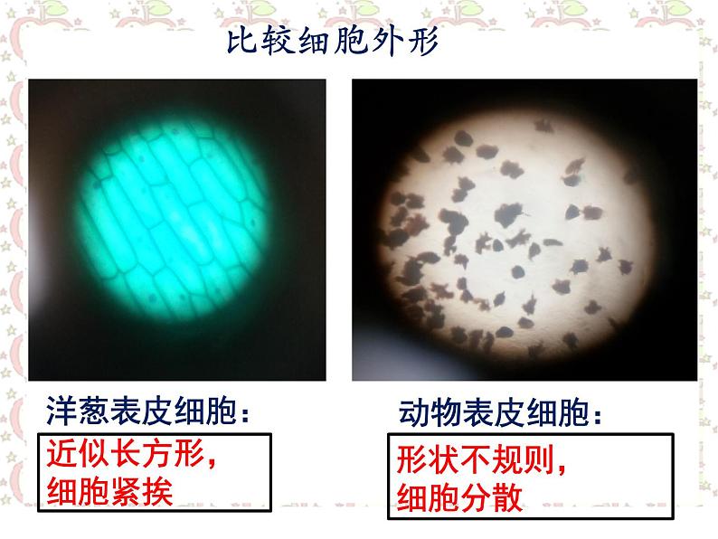 1.4 搭建生命体的“积木”（3）（课件）科学六年级上册-苏教版07