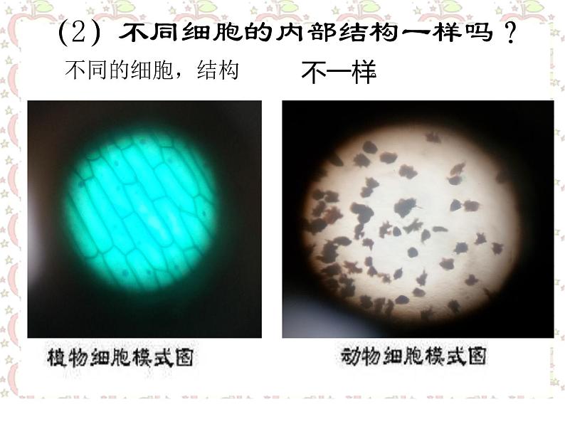 1.4 搭建生命体的“积木”（3）（课件）科学六年级上册-苏教版08