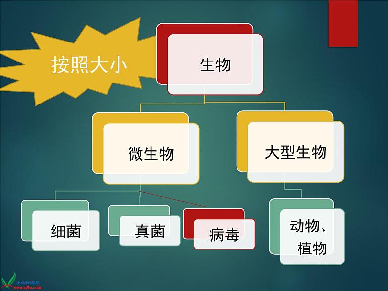 1.1 水滴里的生物（3）（课件）科学六年级上册-苏教版第4页