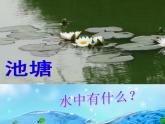 1.1 水滴里的生物（1）（课件）科学六年级上册-苏教版