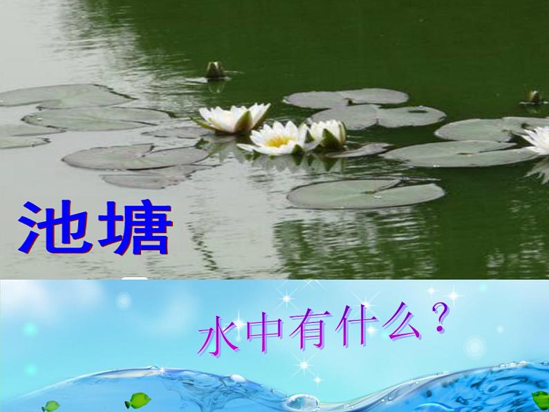 1.1 水滴里的生物（1）（课件）科学六年级上册-苏教版第2页