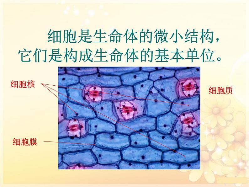 1.4 搭建生命体的“积木”（5）（课件）科学六年级上册-苏教版05