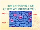 1.4 搭建生命体的“积木”（5）（课件）科学六年级上册-苏教版