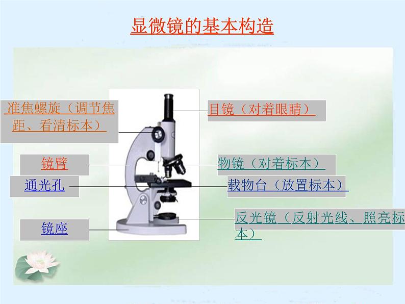 1.1 水滴里的生物（5）（课件）科学六年级上册-苏教版第8页