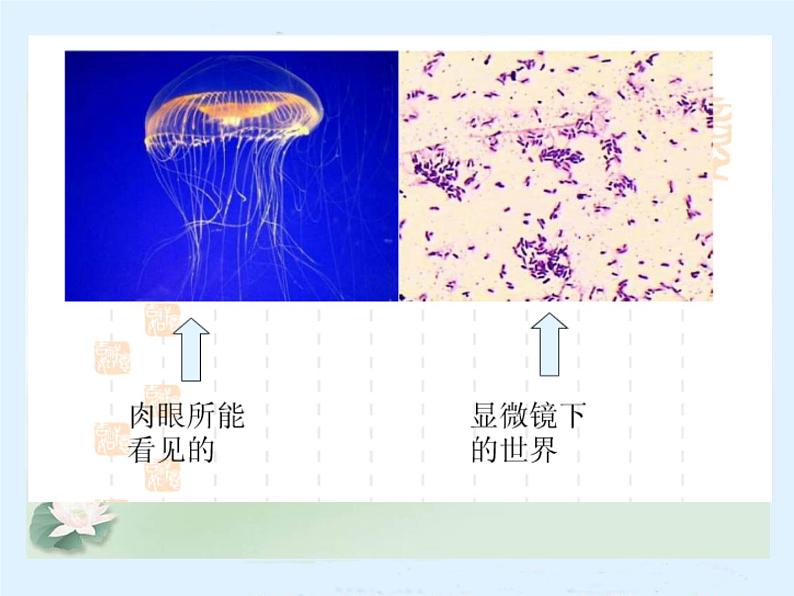 1.1 水滴里的生物（6）（课件）科学六年级上册-苏教版02