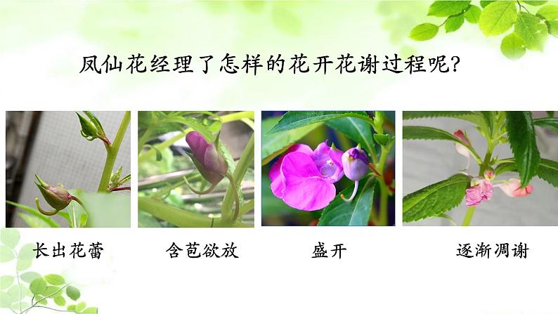 教科版四年级科学下册1.5凤仙花开花了教学课件02