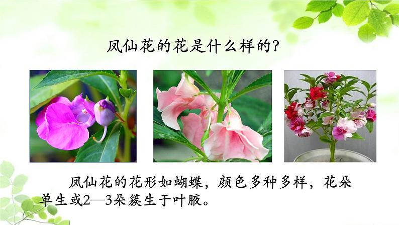 教科版四年级科学下册1.5凤仙花开花了教学课件03