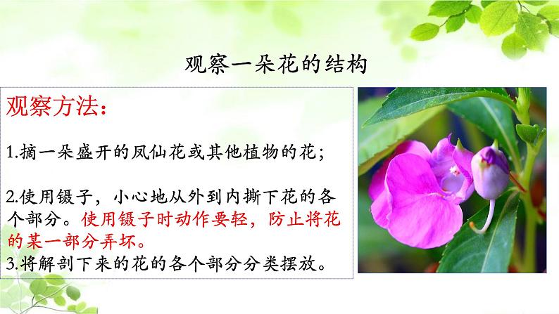 教科版四年级科学下册1.5凤仙花开花了教学课件04