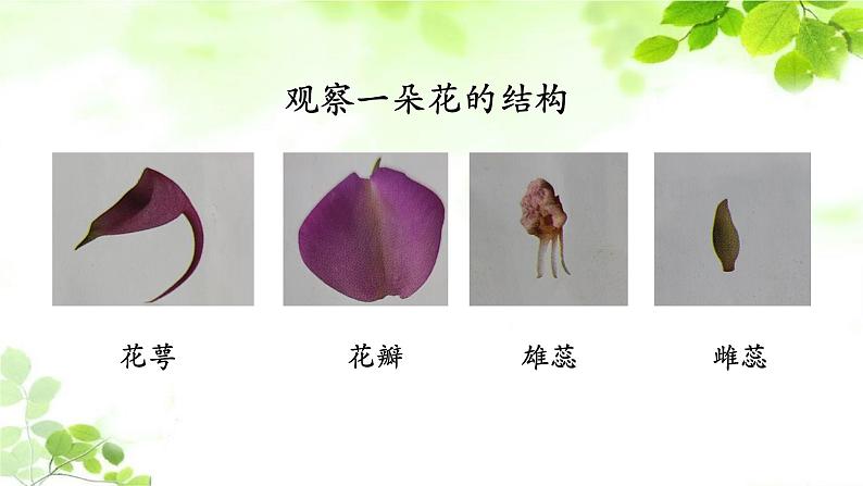 教科版四年级科学下册1.5凤仙花开花了教学课件05