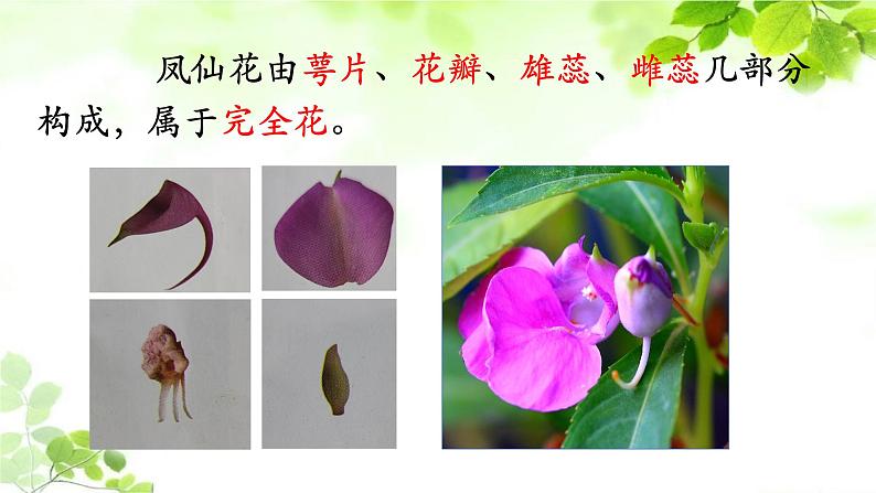 教科版四年级科学下册1.5凤仙花开花了教学课件06