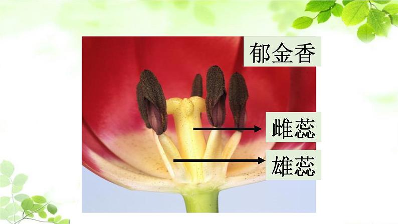 教科版四年级科学下册1.5凤仙花开花了教学课件07