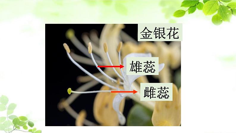 教科版四年级科学下册1.5凤仙花开花了教学课件08