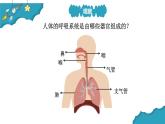 4.2我們的呼吸器官課件PPT