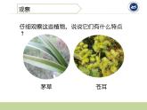 7茅草与锯子课件PPT
