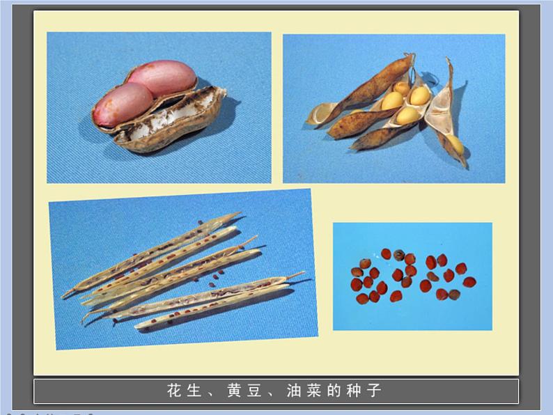 《2.种子发芽》课件(2)第2页