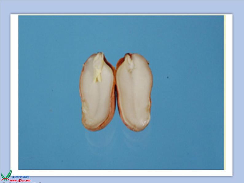 《2.种子发芽》课件(2)第5页