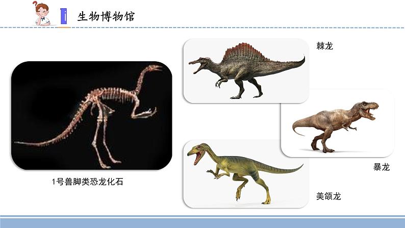 用化石作证据PPT课件免费下载03