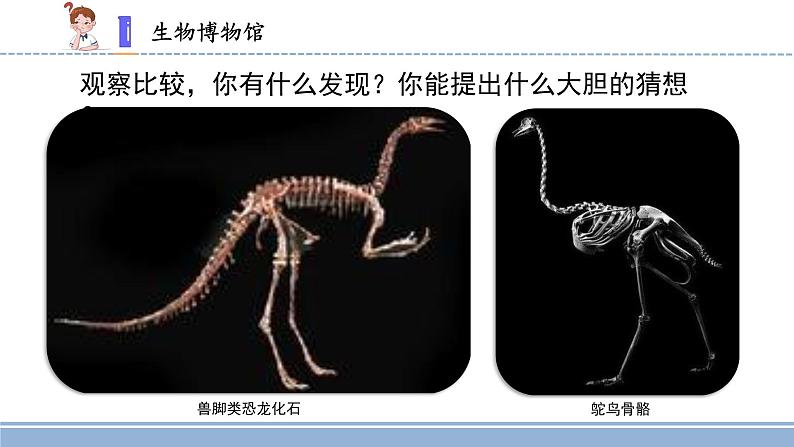 用化石作证据PPT课件免费下载05