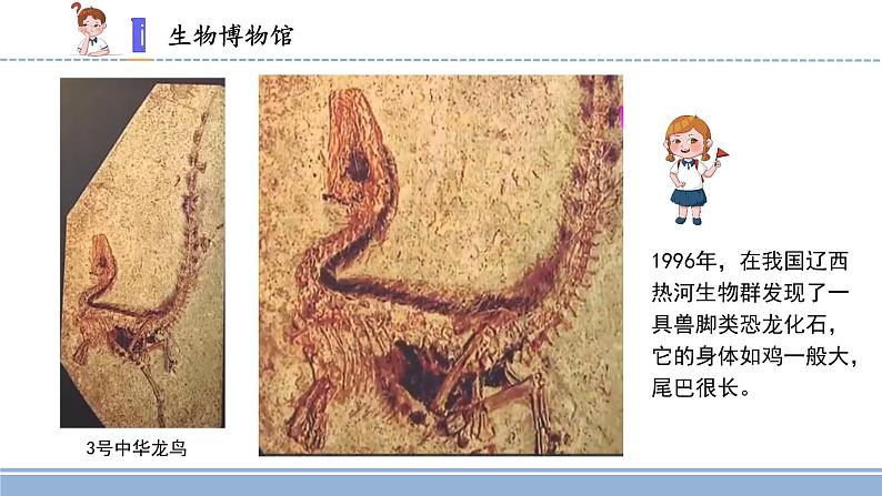 用化石作证据PPT课件免费下载07