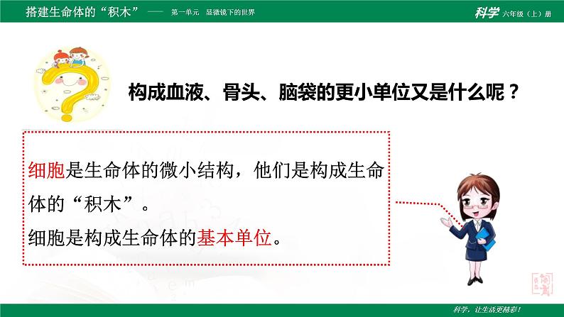 1.4.搭建生命体的“积木”  PPT课件第4页