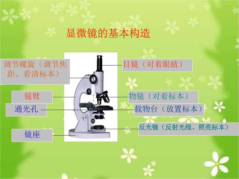 1.1 水滴里的生物（7）（课件）科学六年级上册-苏教版第7页