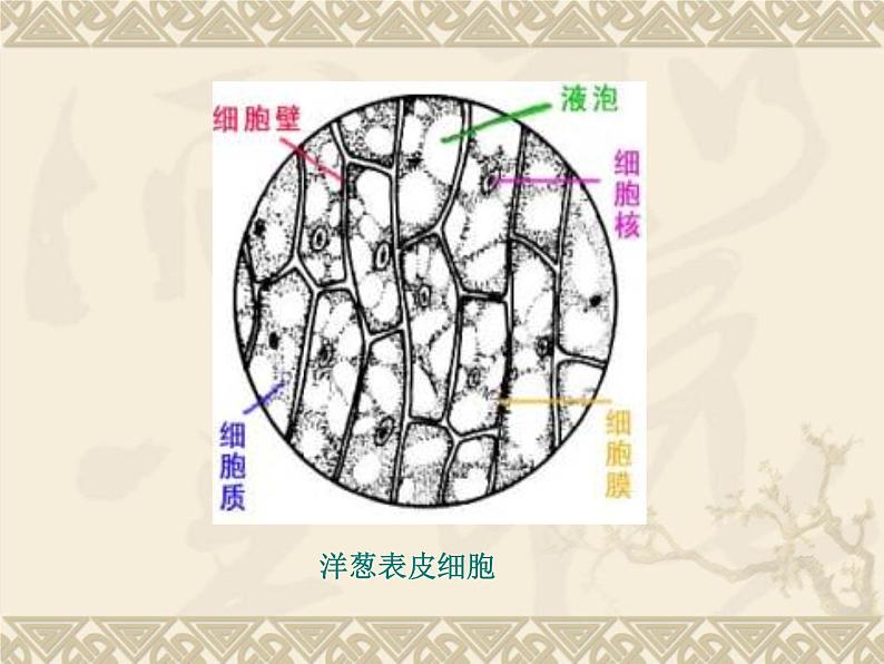 1.4 搭建生命体的“积木”（9）（课件）科学六年级上册-苏教版第3页