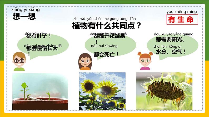 教科版科学一年级上册 1.1我们知道的植物 课件05