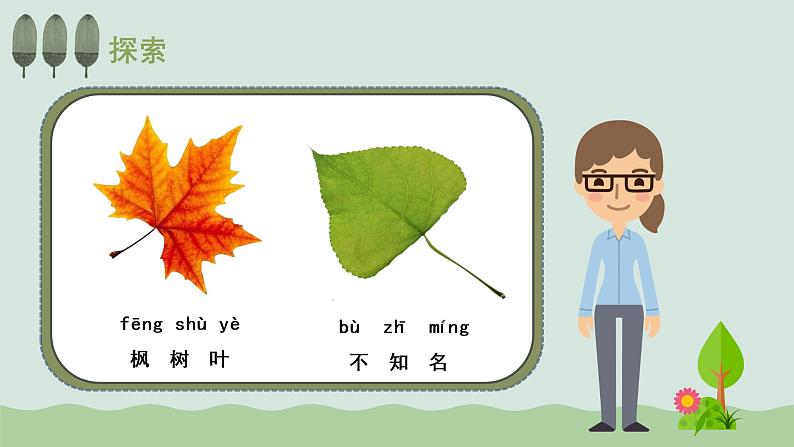 教科版科学一年级上册 1.3观察叶 课件05