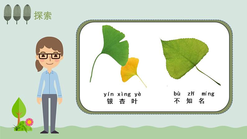 教科版科学一年级上册 1.3观察叶 课件07