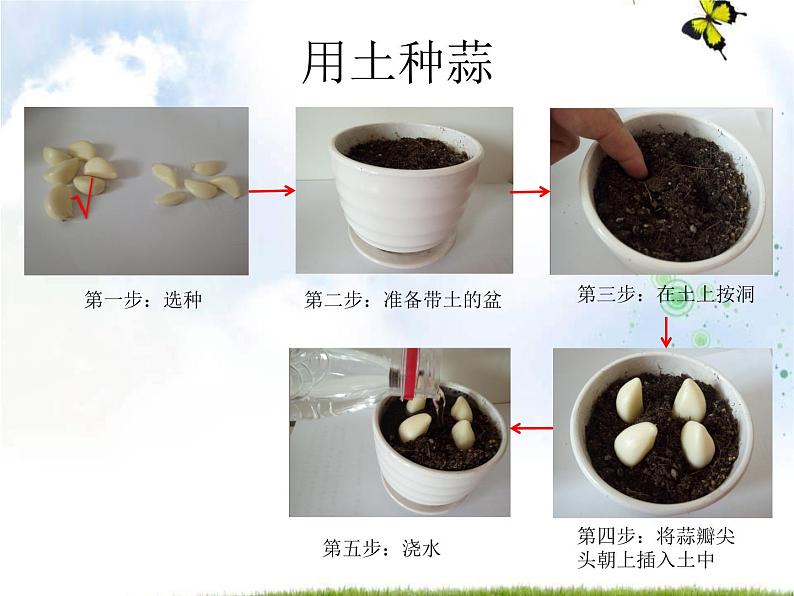 青岛版（五四制）科学二年级上册9.种大蒜教学课件05