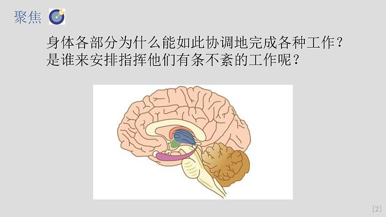 教科版（2017秋）科学五年级上册4.4身体的“总指挥”（课件）04