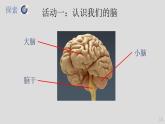 教科版（2017秋）科学五年级上册4.4身体的“总指挥”（课件）