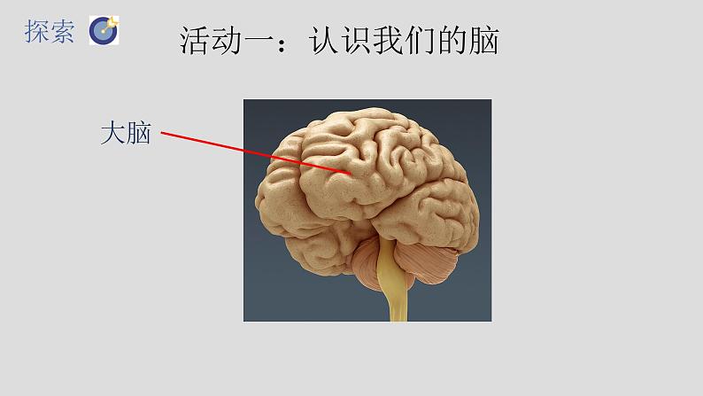 教科版（2017秋）科学五年级上册4.4身体的“总指挥”（课件）06